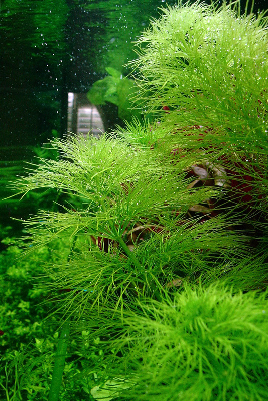 شویدی,Fanwort, Carolina Fanwort, Fish grass, Washington grass
